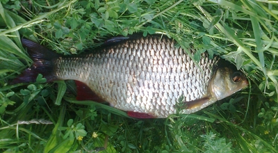 Paprastoji raudė