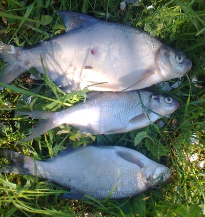 Karšis
