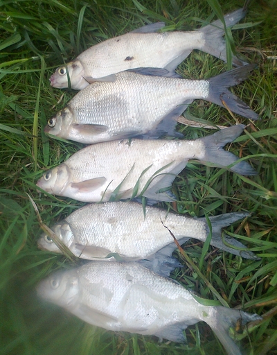 Karšis