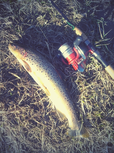 Vaivorykštinis upėtakis