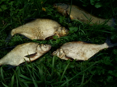 Karšis