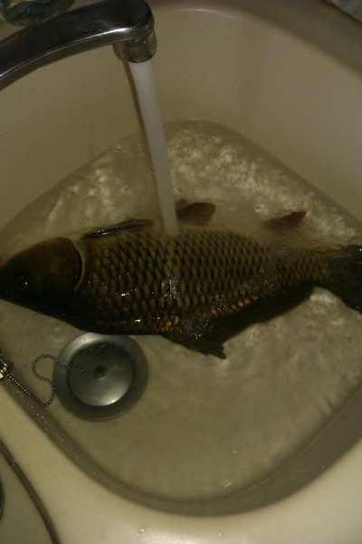 Paprastasis karpis