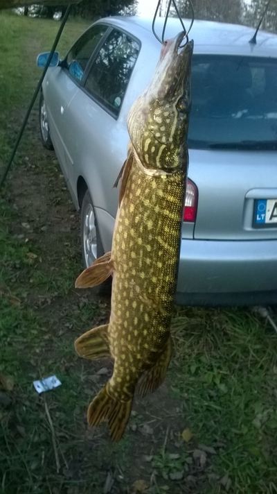 Lydeka