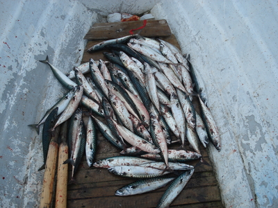 Skumbrė