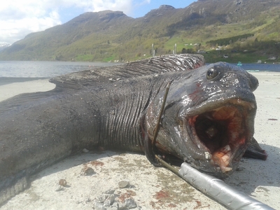 Paprastoji vilkžuvė