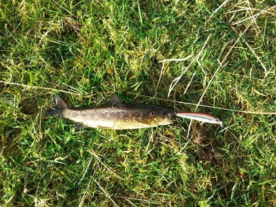 Vaivorykštinis upėtakis