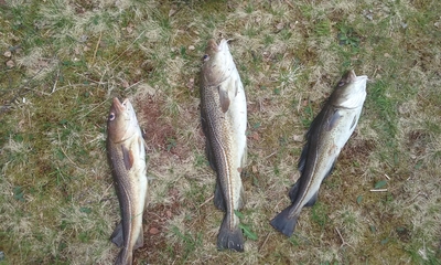 Menkė