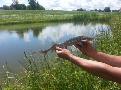 Žvaigždėtasis eršketas