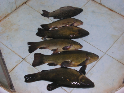 Lynas