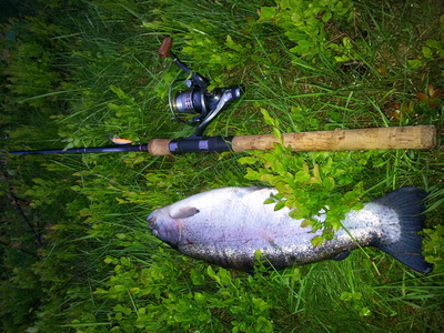 Vaivorykštinis upėtakis