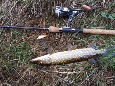 Vaivorykštinis upėtakis