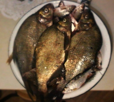 Karšis