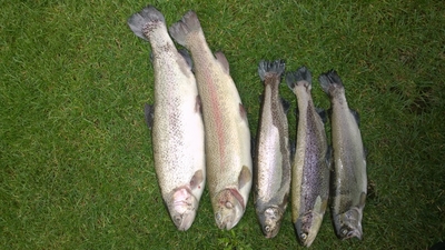 Vaivorykštinis upėtakis