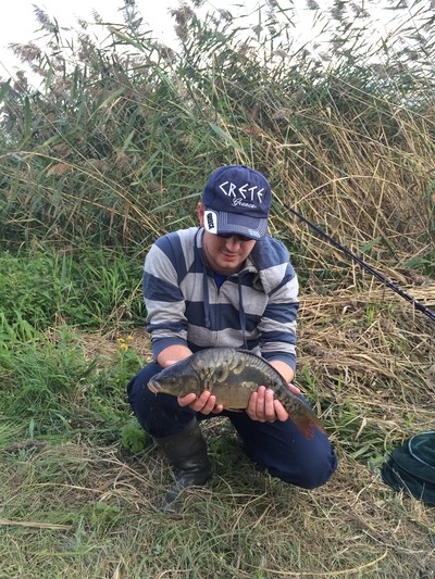 Paprastasis karpis
