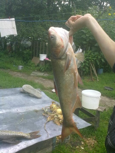 Baltasis plačiakaktis