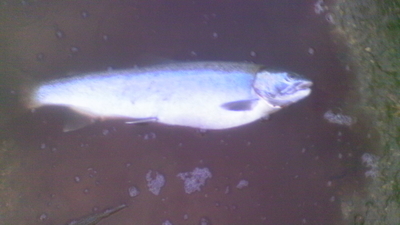 Vaivorykštinis upėtakis