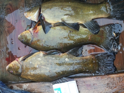 Lynas