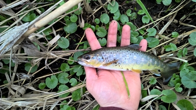 Vaivorykštinis upėtakis