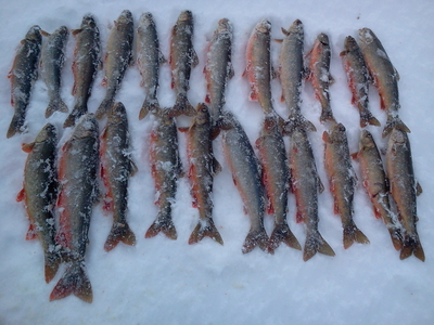 Vaivorykštinis upėtakis