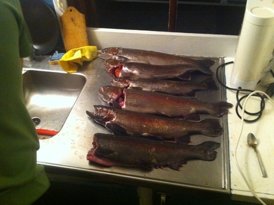 Vaivorykštinis upėtakis