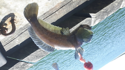 Paplūdimių grundalas