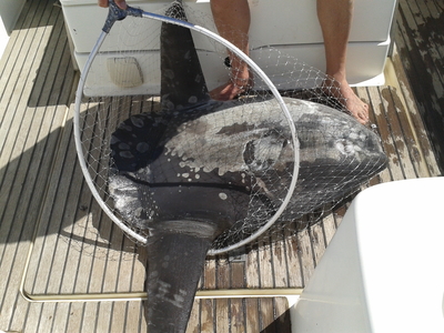 Paprastoji mėnulžuvė