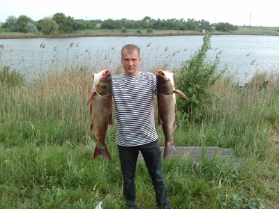 Baltasis plačiakaktis