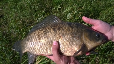 Sidabrinis karosas