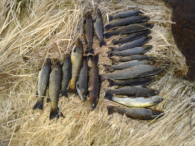 Vaivorykštinis upėtakis