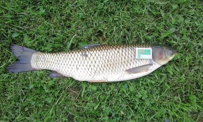 Baltasis amūras