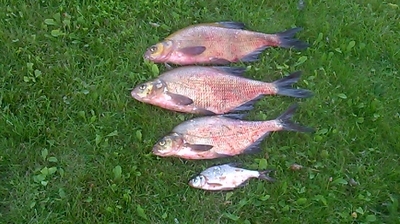 Karšis