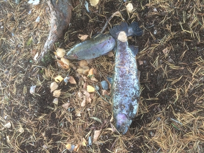 Vaivorykštinis upėtakis