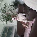 Hercas