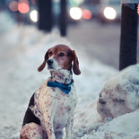 Žvejas(-ė) Darka999