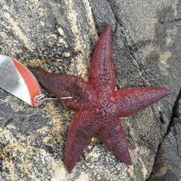 Žvejas(-ė) remis.98466