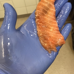 Žvejas(-ė) robidj123