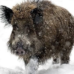 Žvejas(-ė) mgintaras.38899