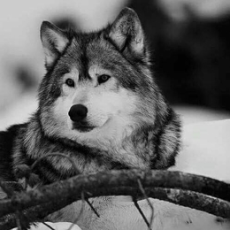 Žvejas(-ė) ragatke5.59308