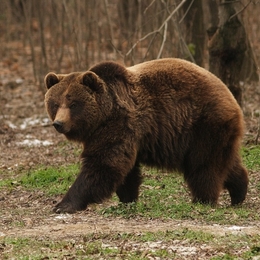 Žvejas(-ė) purpur