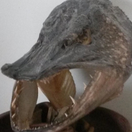 Žvejas(-ė) mindaugas.b86