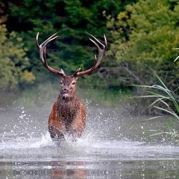 Žvejas(-ė) zwirbliz.46471