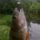 Likeris