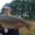 BigFish