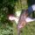 andrius